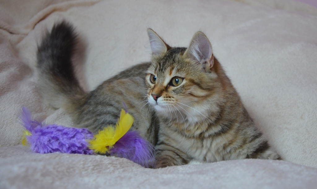 Kotka syberyjska. - 2