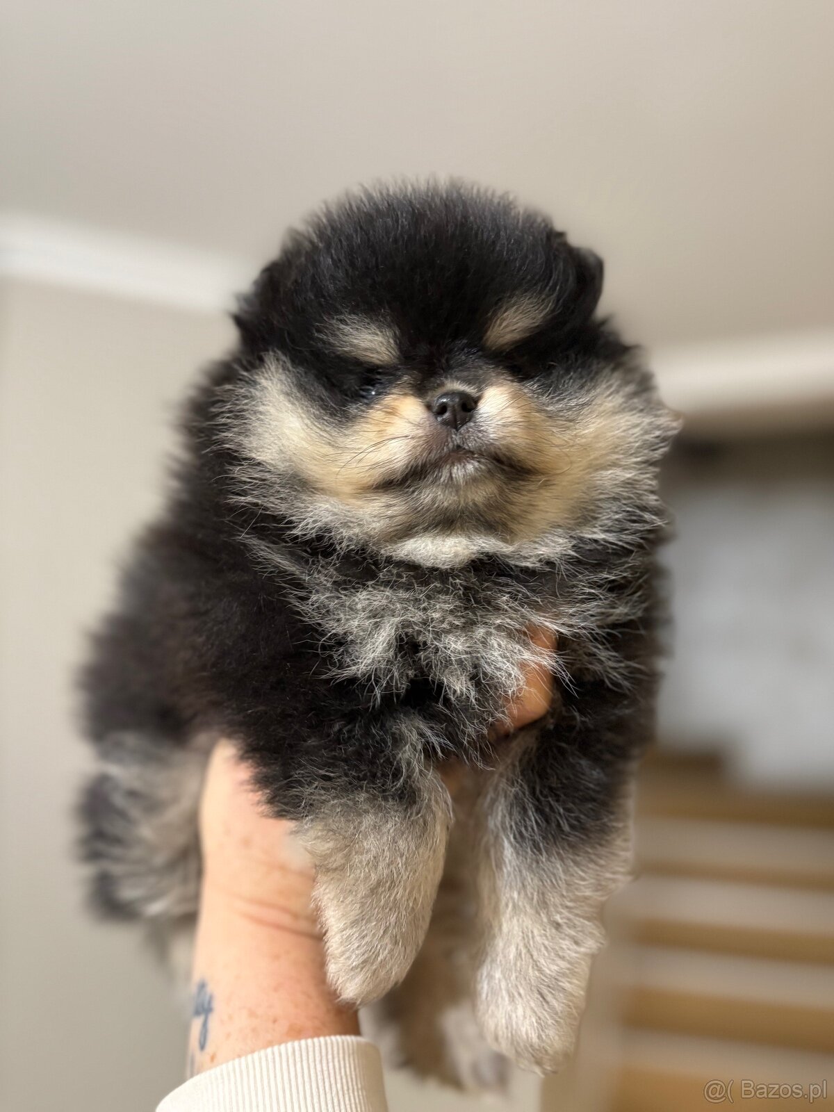 Szpic pomeranian Black tan - 2