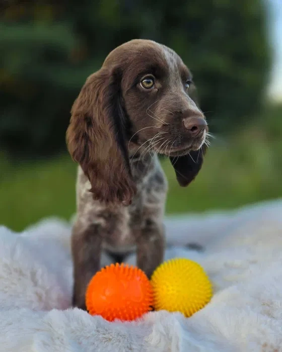 Polski Spaniel Mysliwski - 2