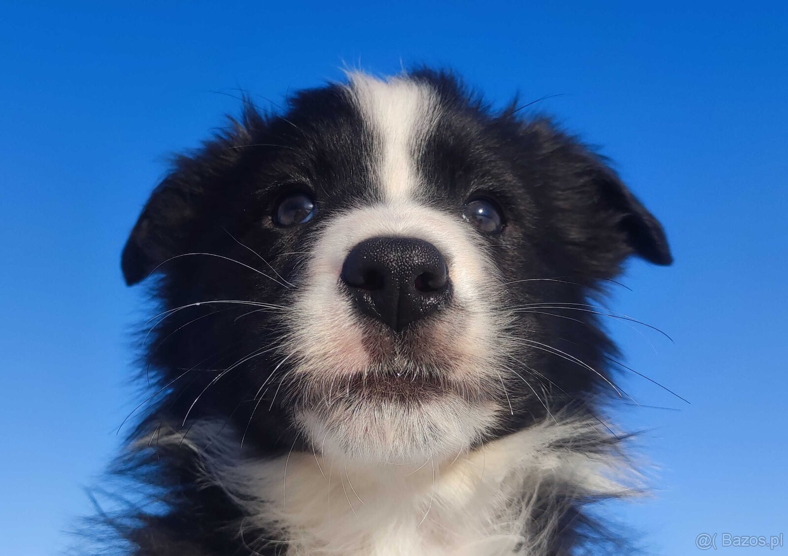 Rasowy BORDER COLLIE z prof. Hodowli, Pies z pełną dok. - 2