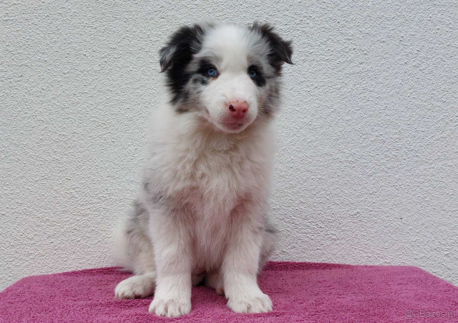 Rasowy pies bluemerle Border Collie z pełną dok. przebadani - 2