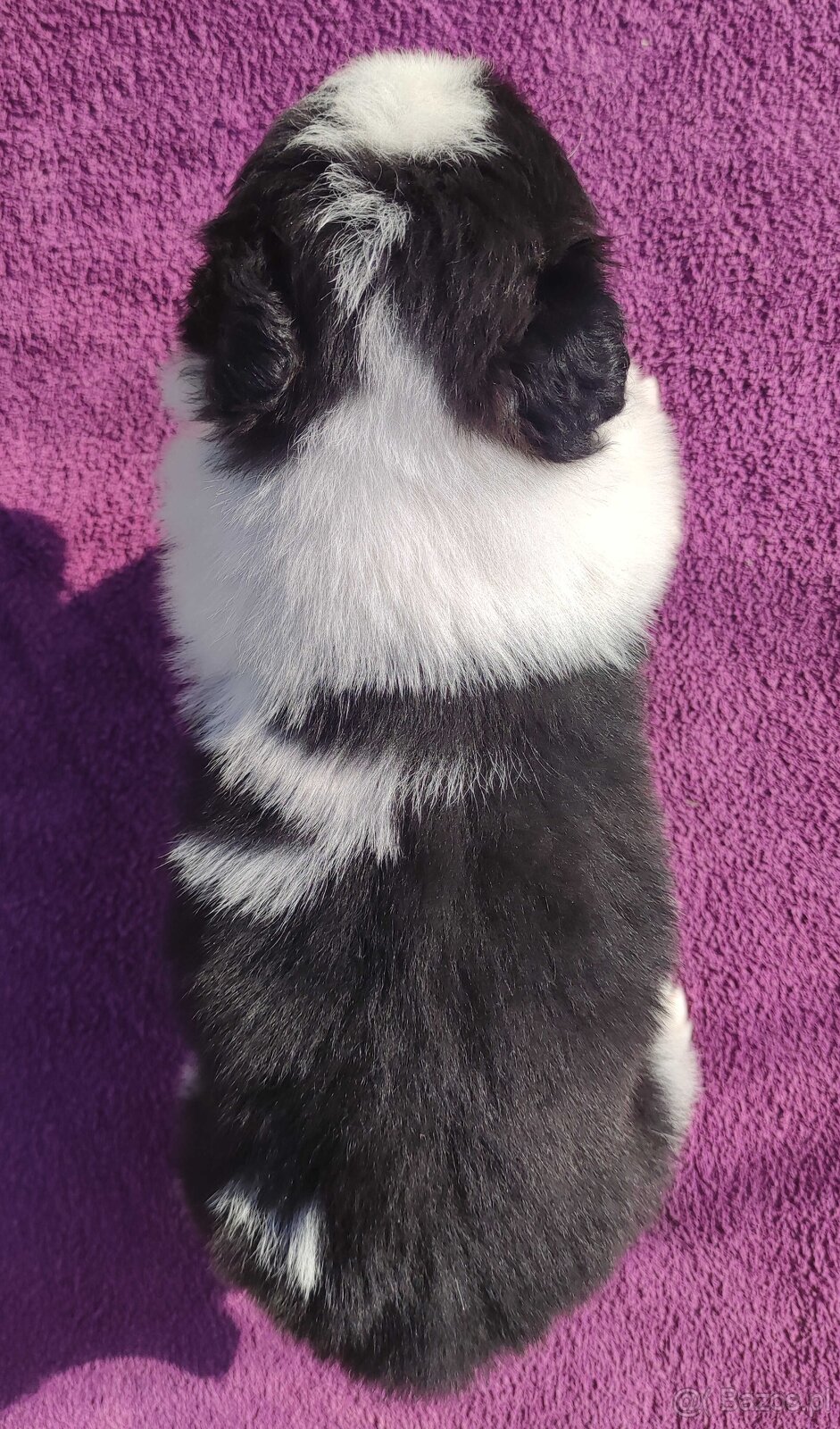 Rasowy Pies Border Collie - TONY z pełną dok. z hodowli do r - 2