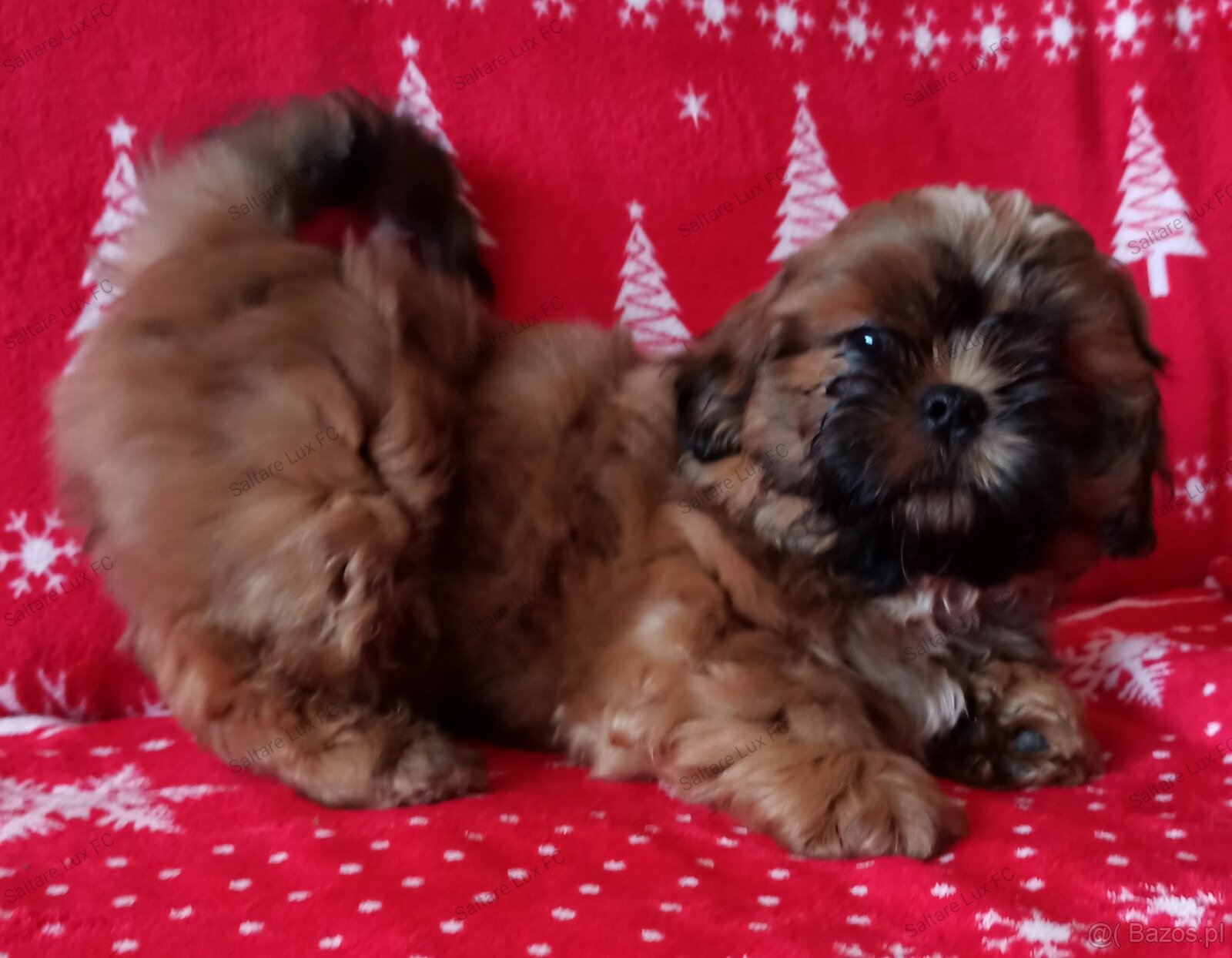 Shih Tzu szczeniaczek - 2