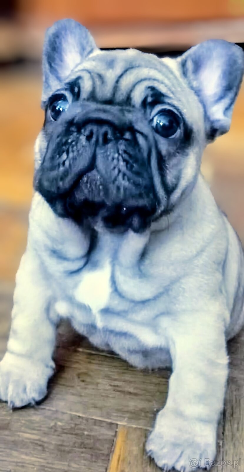 Buldog francuski - 2