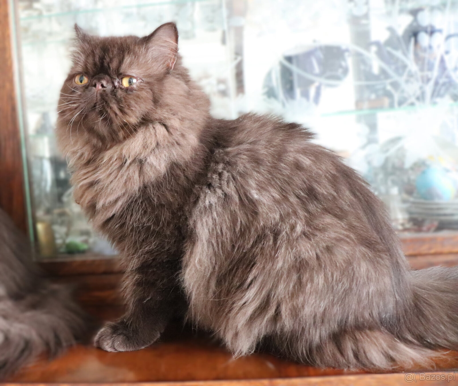 Kocięta perskie - 2