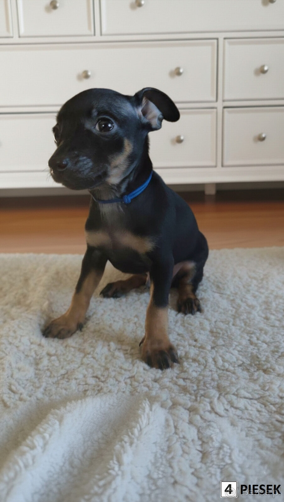 Pinczerki Pinczer Miniaturowy z Rodowodem CHIP Chłopaki Szuk - 2