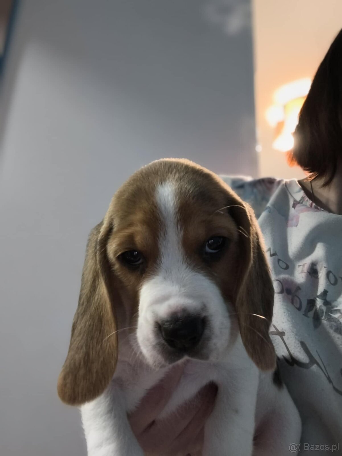 Suczka Beagle Tricolor - 2