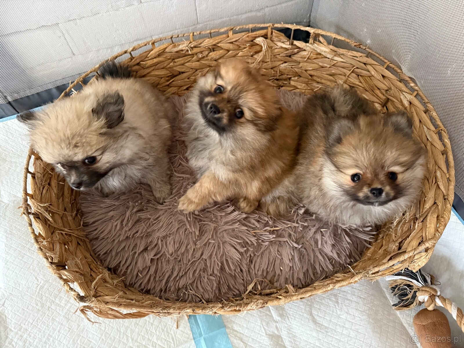 Pomeranianki miniaturka - 2