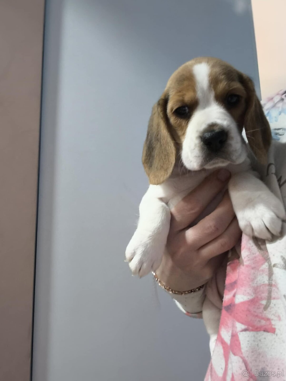 Suczka Beagle - 2