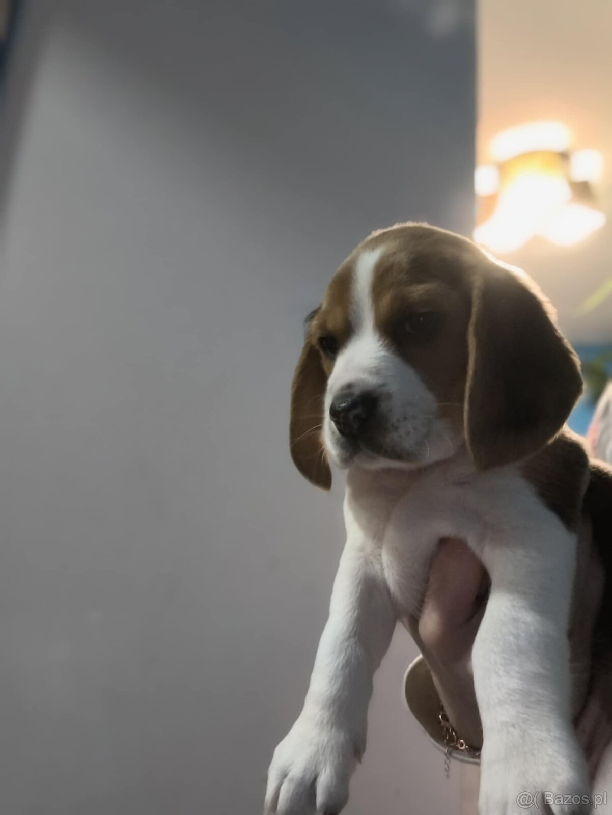 Beagle Tricolor Samiec - 2