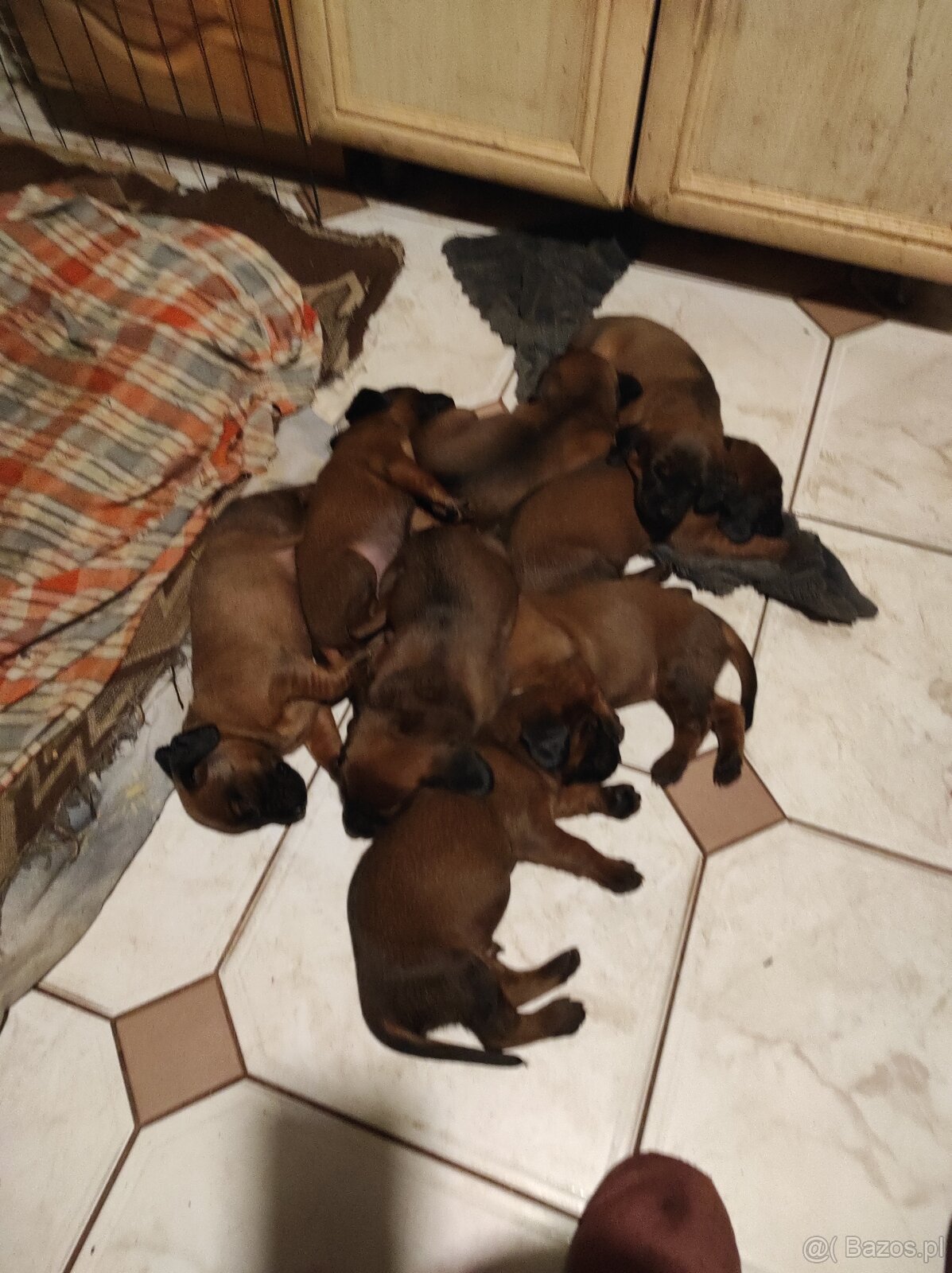 Posokowiec bawarski- szczenięta rodowodowe - 2