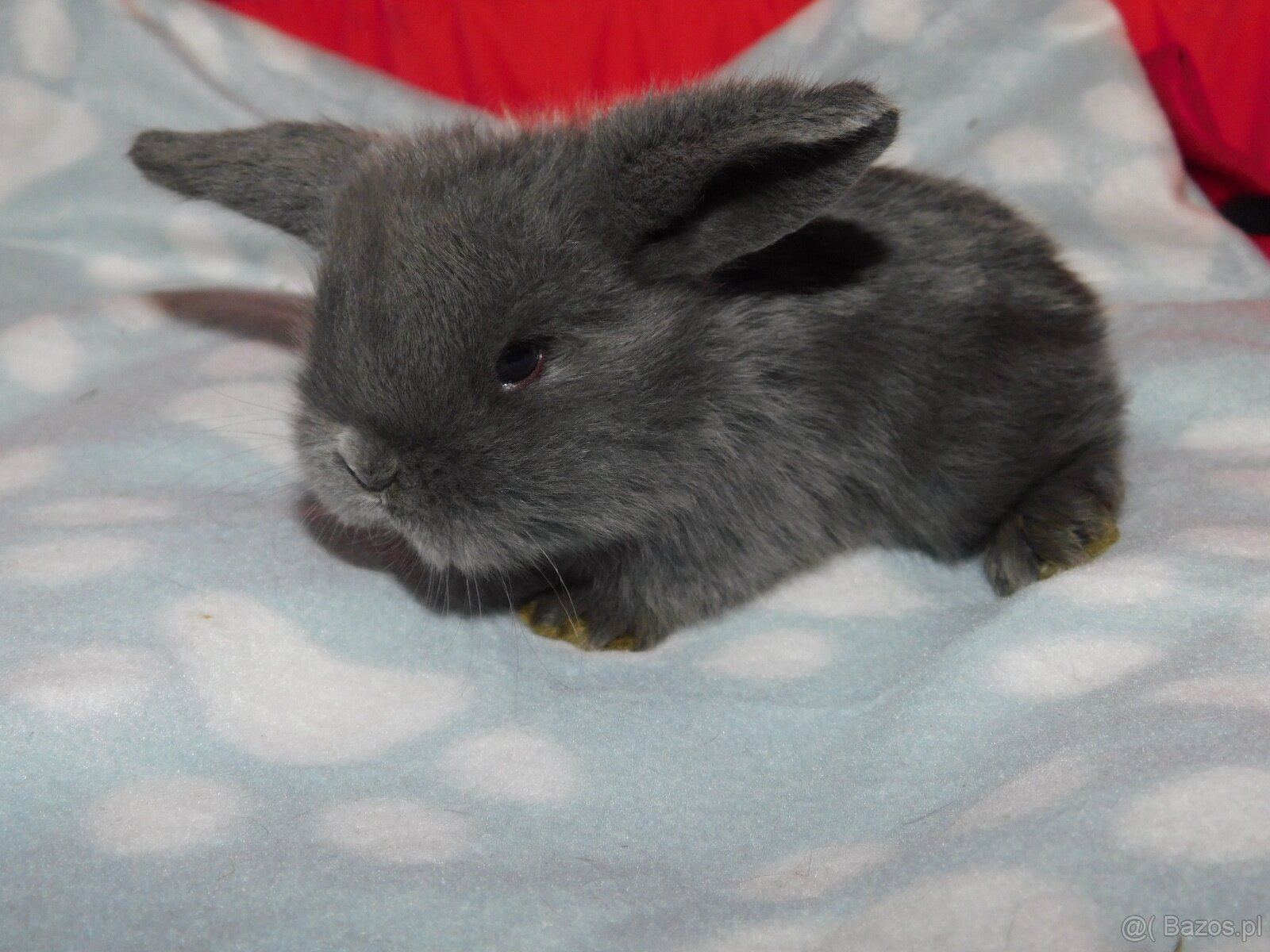 Baranki mini lop - 2