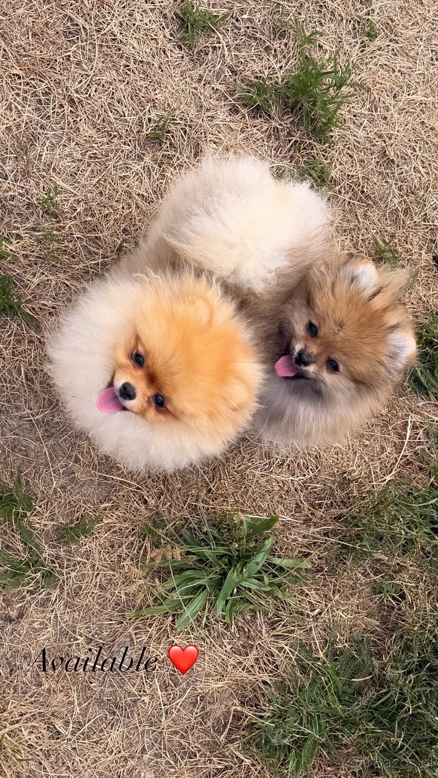 Pomeranian - 2