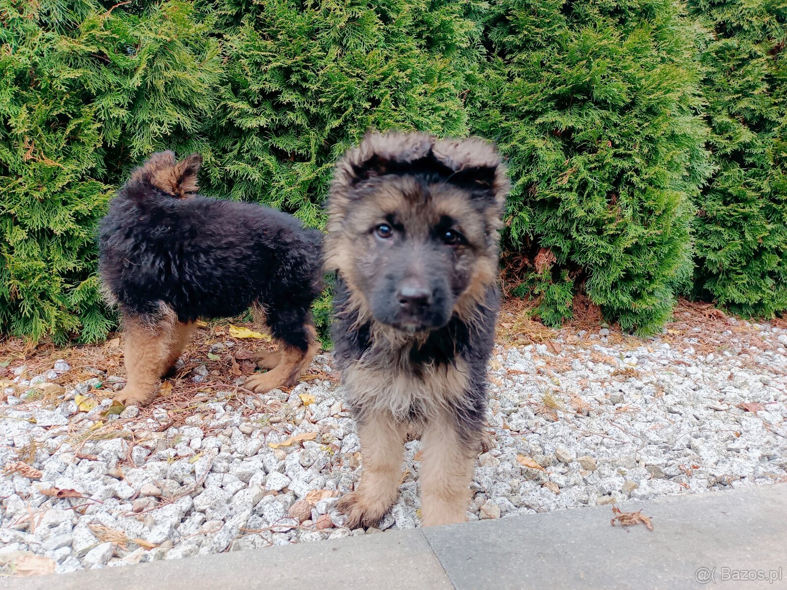 Owczarek niemiecki długowłosy - 2