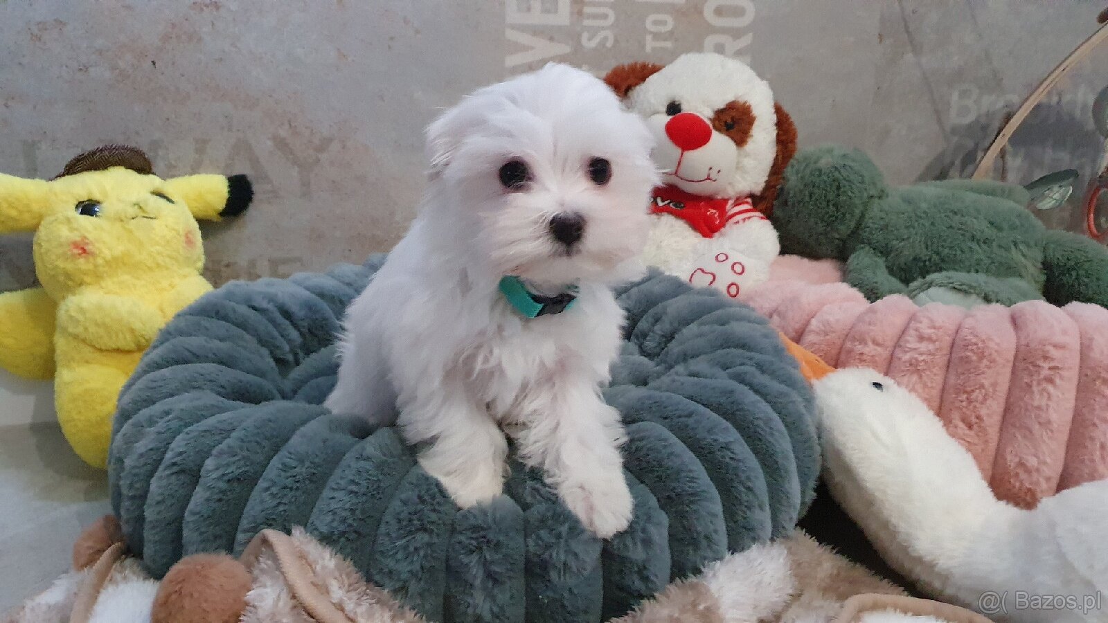 Maltańczyk sunia gotowa do odbioru - 2