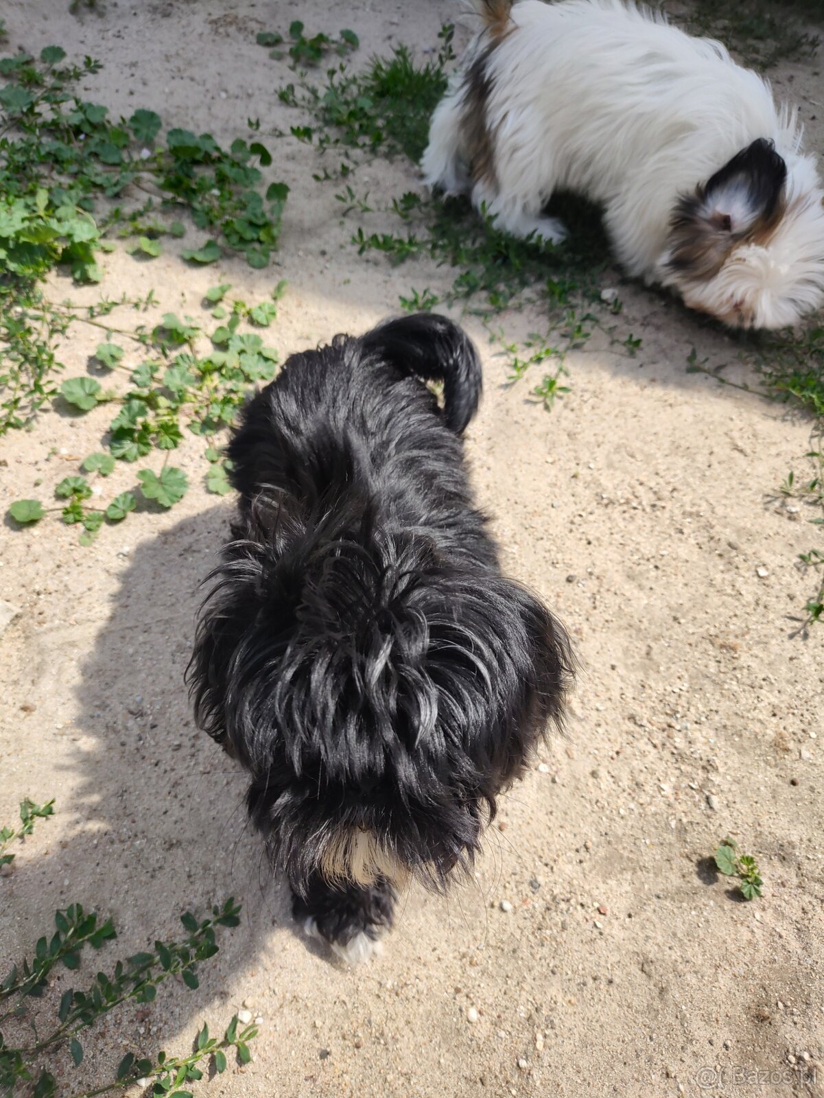 Suczka Shih-tzu - 2