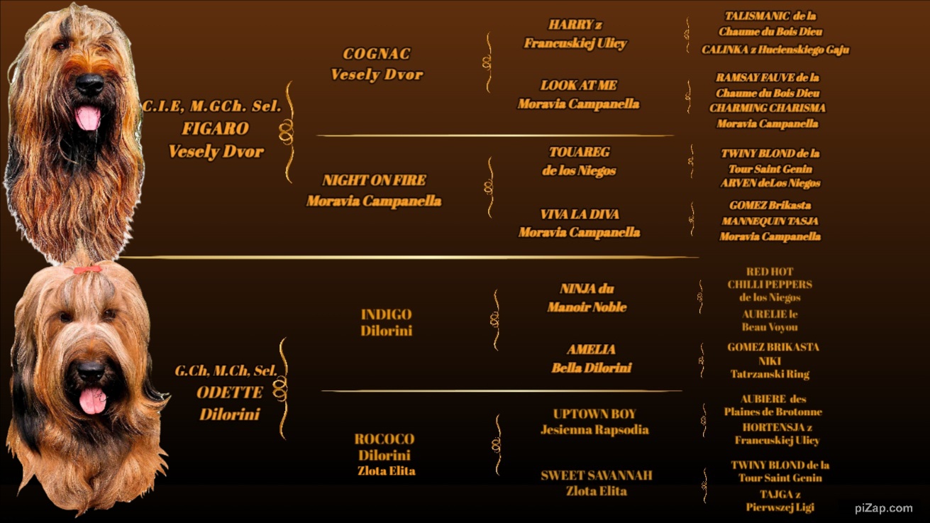 Briard plavý - šteniatka - 2