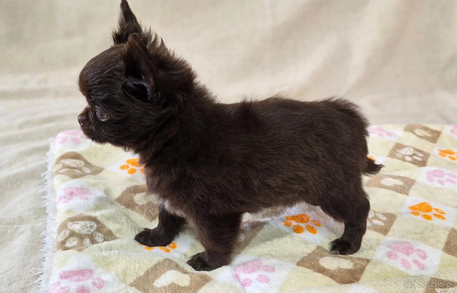 Chiuhuahua długowłosa - 2