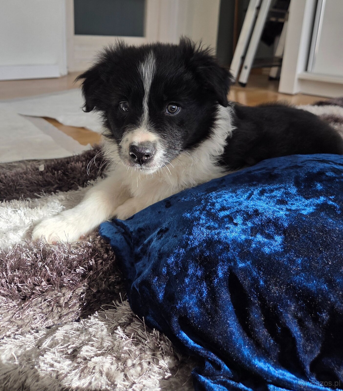 Szczeniaki Border Collie - 2