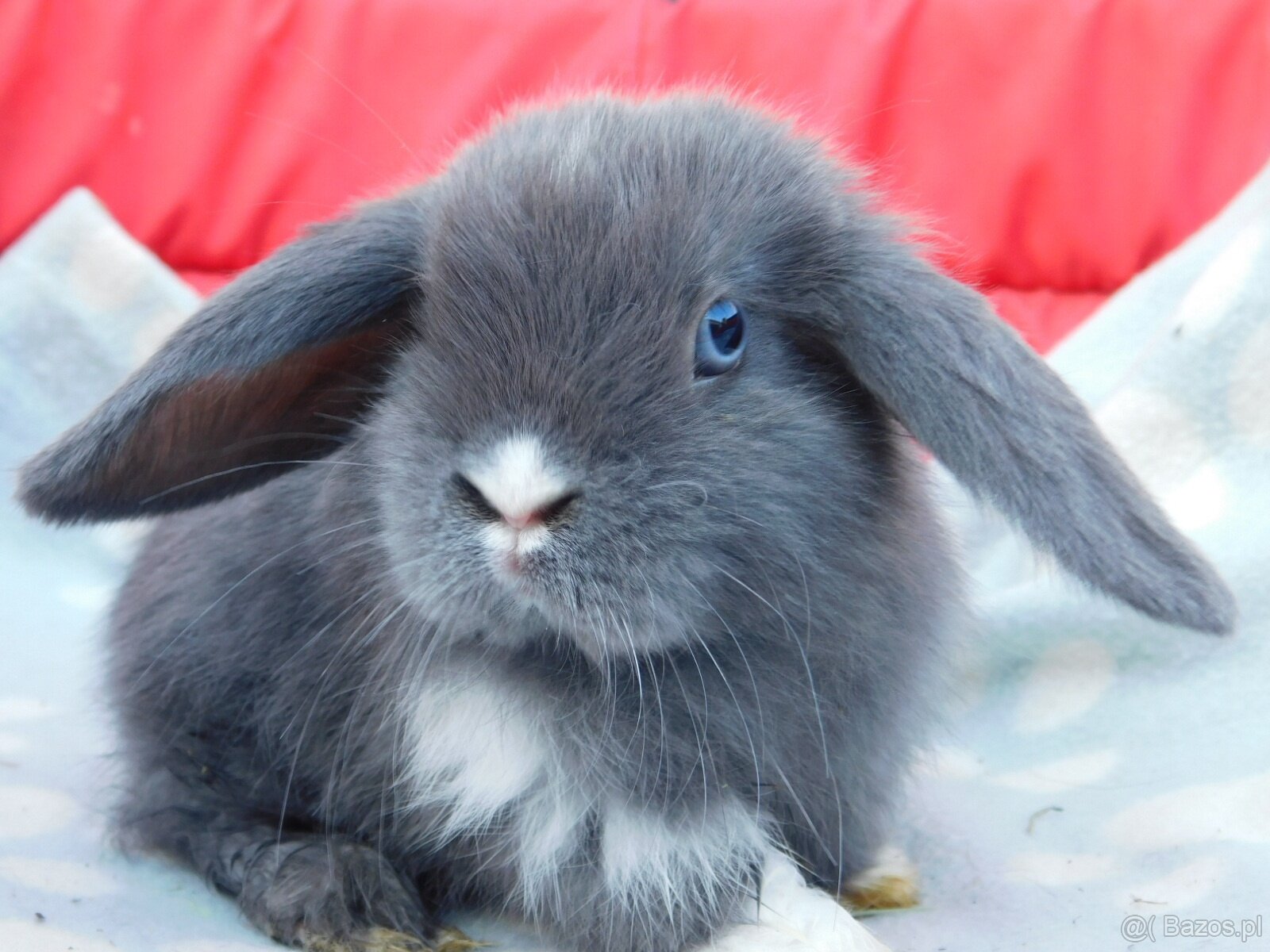 Mini lop baranki - 2