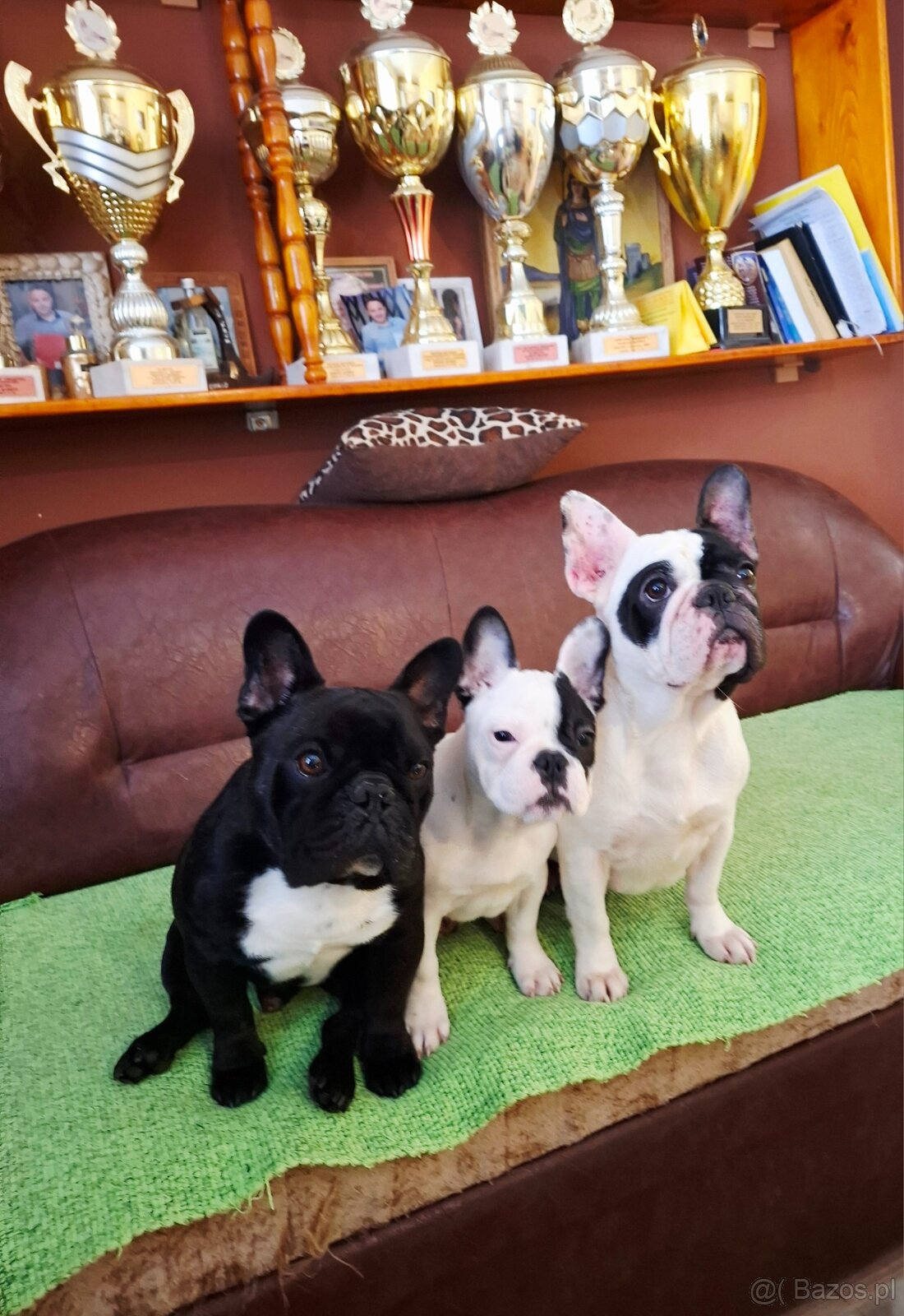 Buldog francuski – piękna suczka - 2