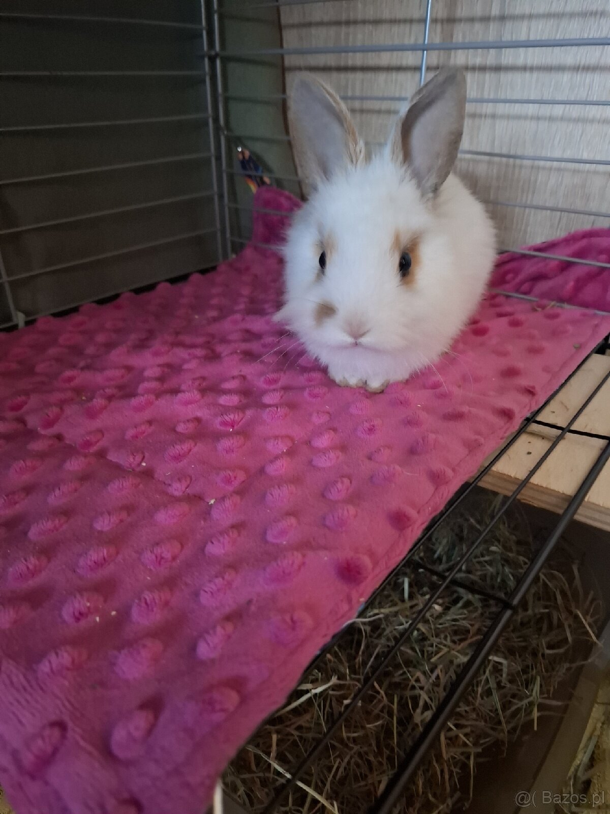 Kroliczek 2 mce - 2