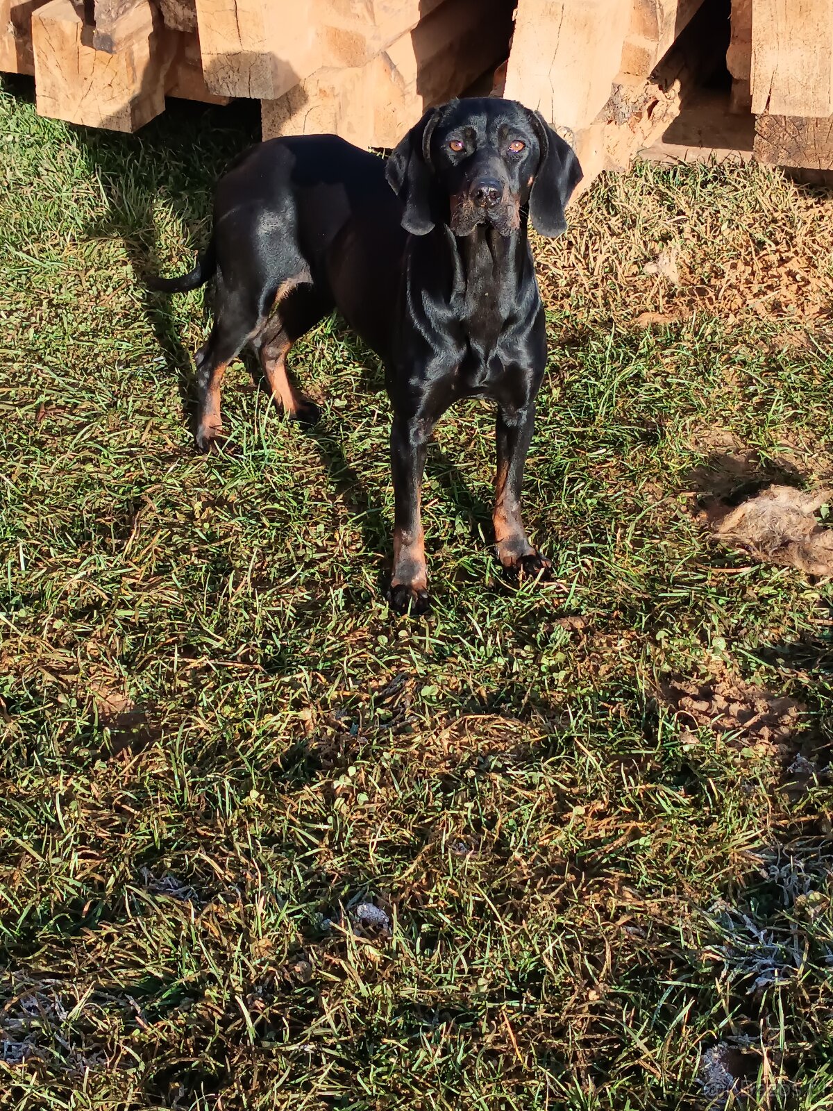 Gończy Polski suka - 2