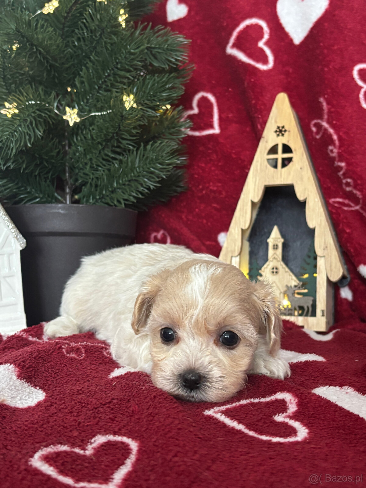 Maltipoo Sunia F1 - 2