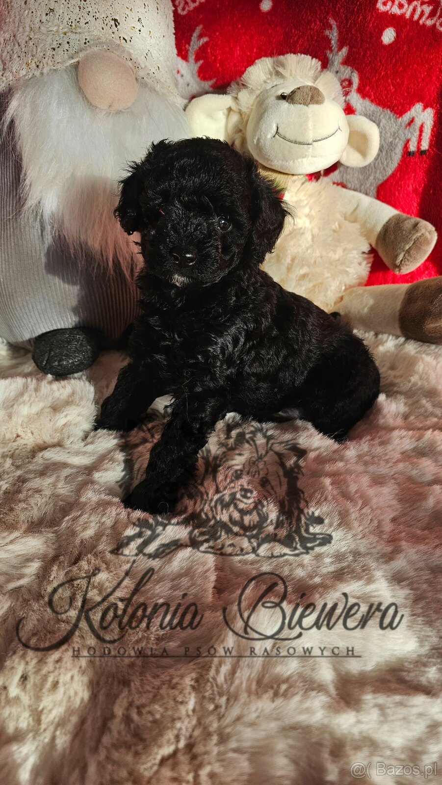 Pudel Toy/Miniaturowy czarny piesek Badania genetyczne Paszp - 2