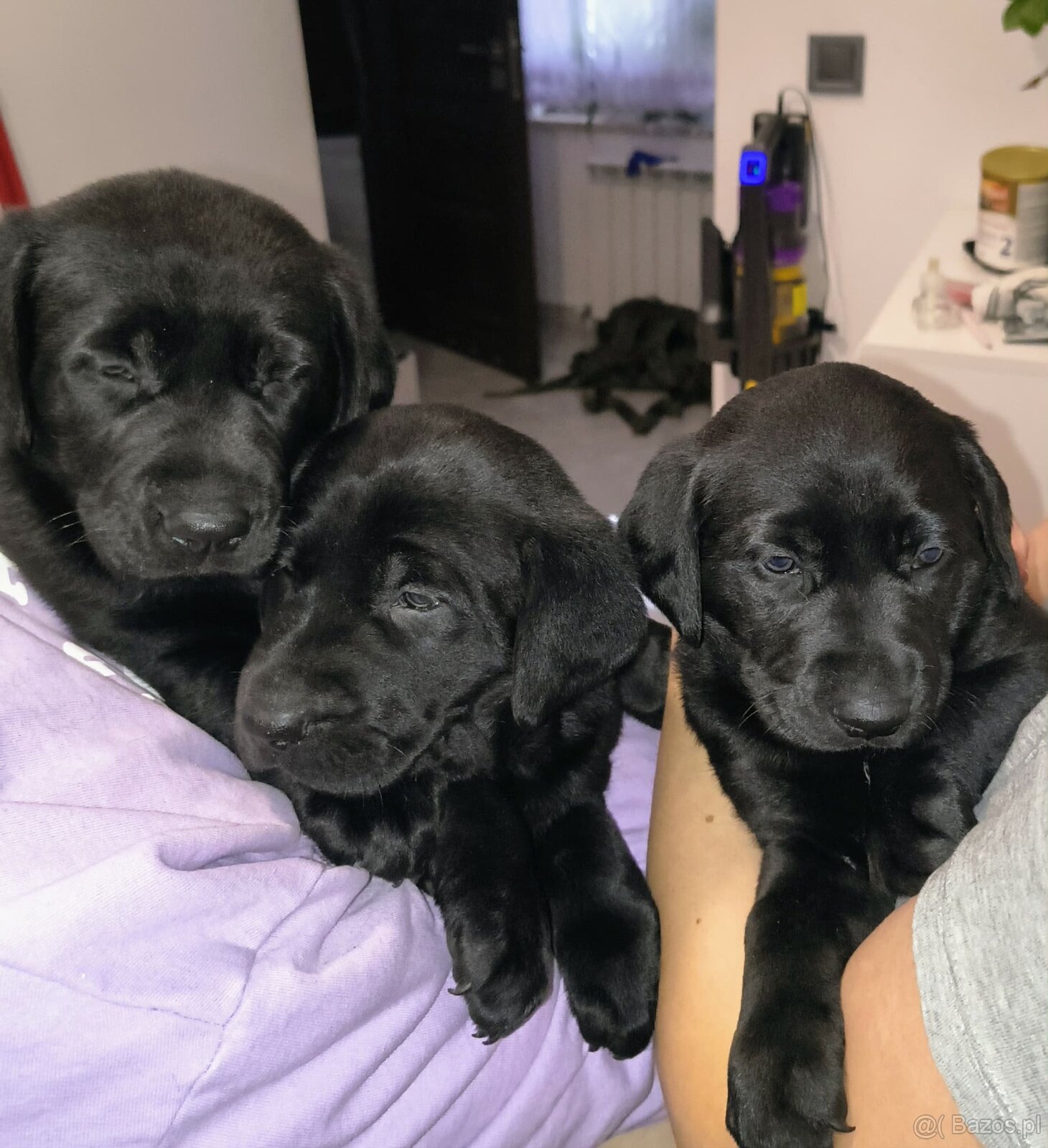 Oddam Szczeniaki - 2