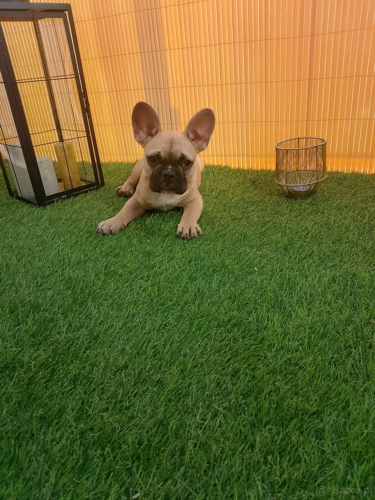 Buldog francuski - 2