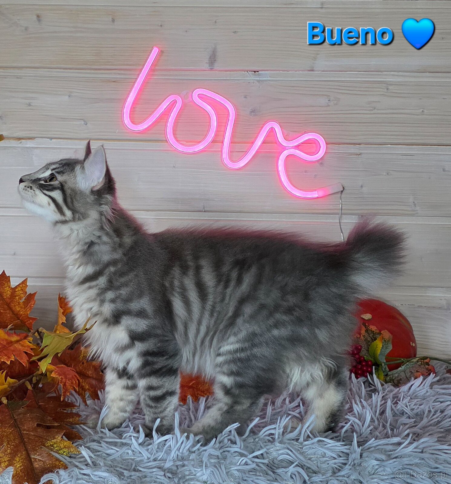 Kocięta bez ogonów Kurylski Bobtail - 2