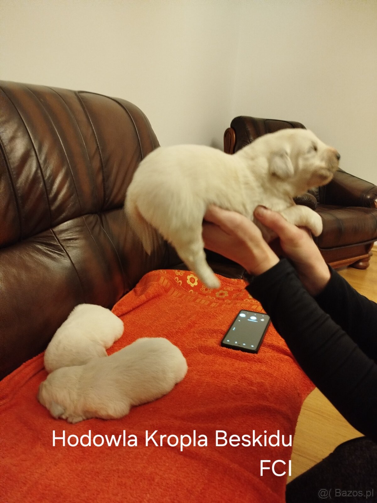 Polski Owczarek Podhalański FCI - 2