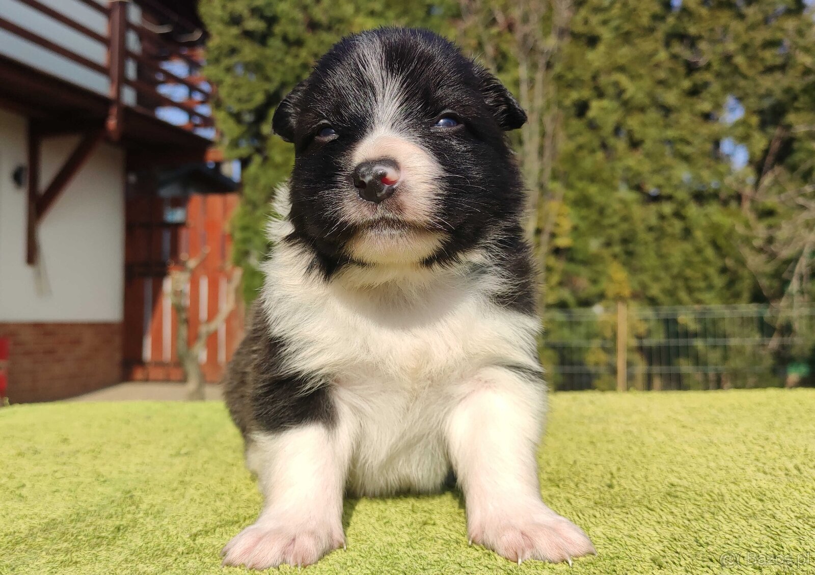 Rasowy Pies Border Collie - TEXAS z pełną dok. z hodowli do - 2