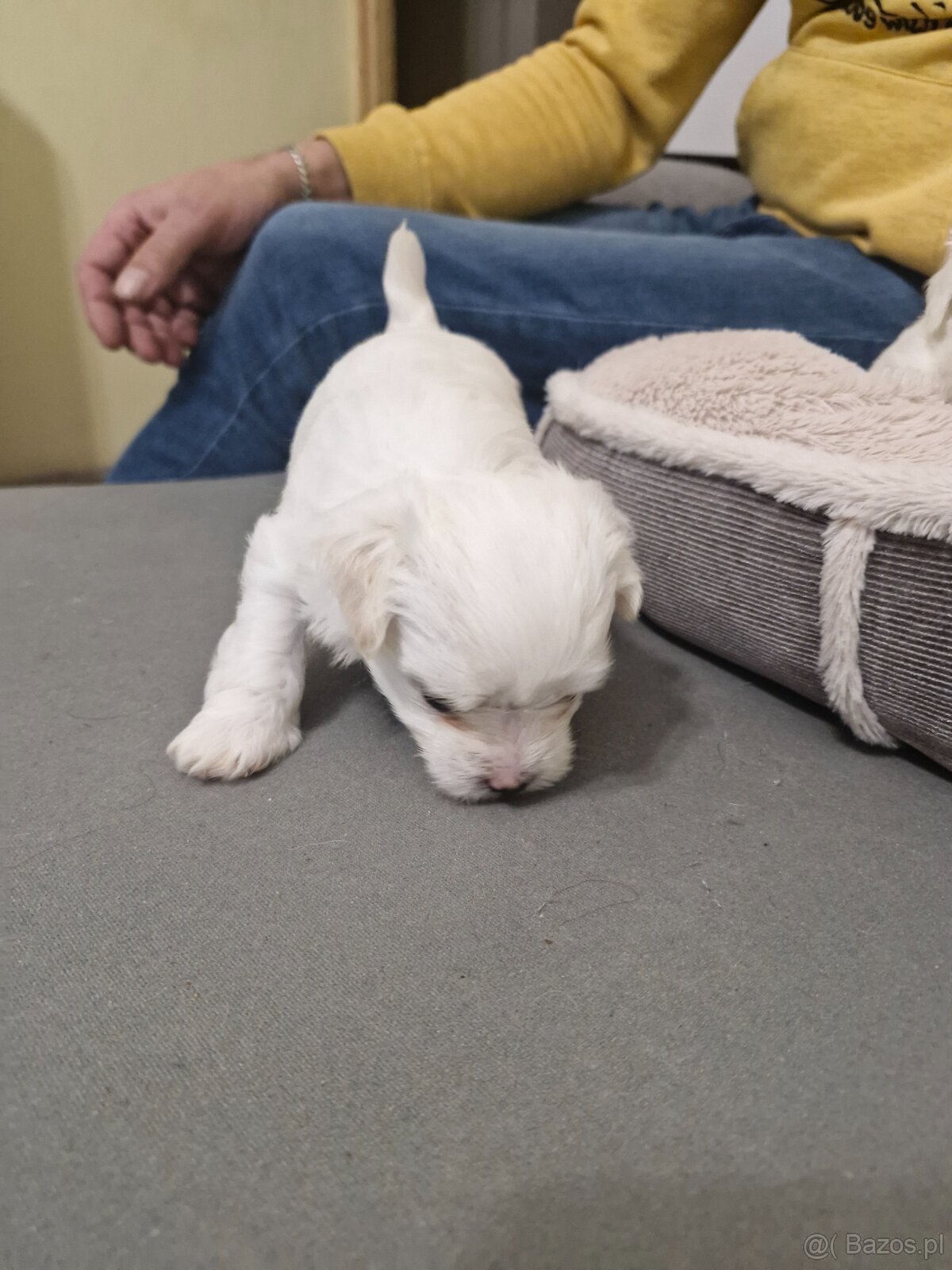 Maltańczyki szczeniaku - 2