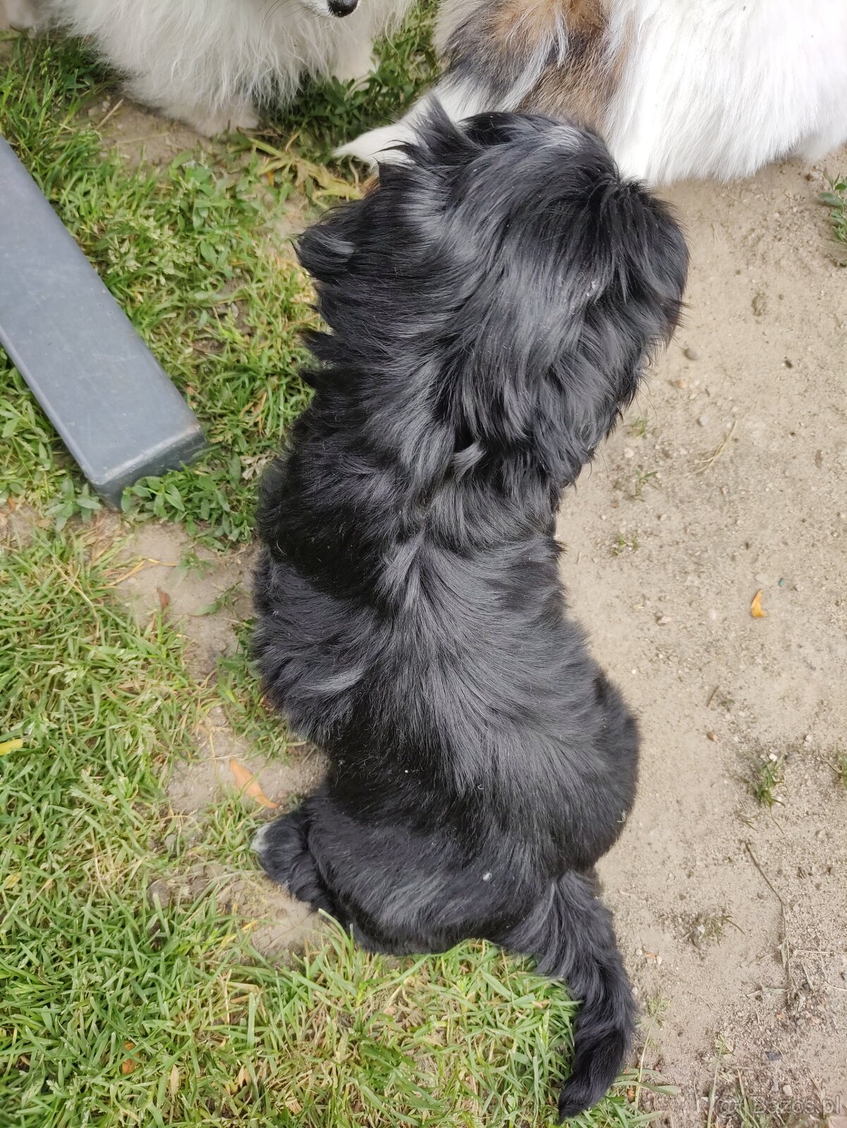 Piesek shih-tzu - 2