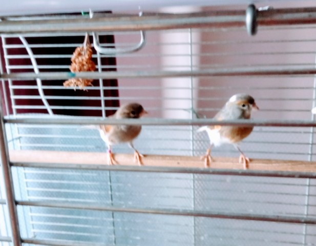 Kanarki arlekiny - 2