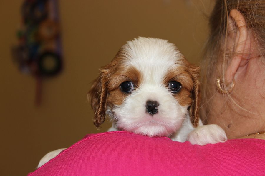 Cavalier King Charles Spaniel szczeniaczki ZKwP po CH.PL. - 2