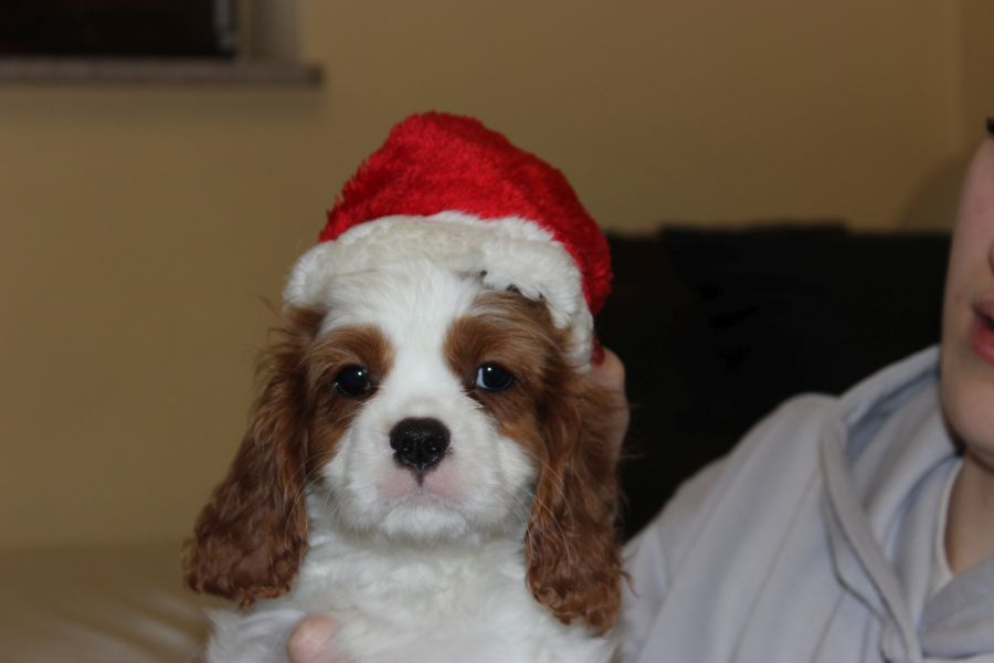 Cavalier King Charles Spaniel szczeniaczki ZKwP po CH.PL. - 2