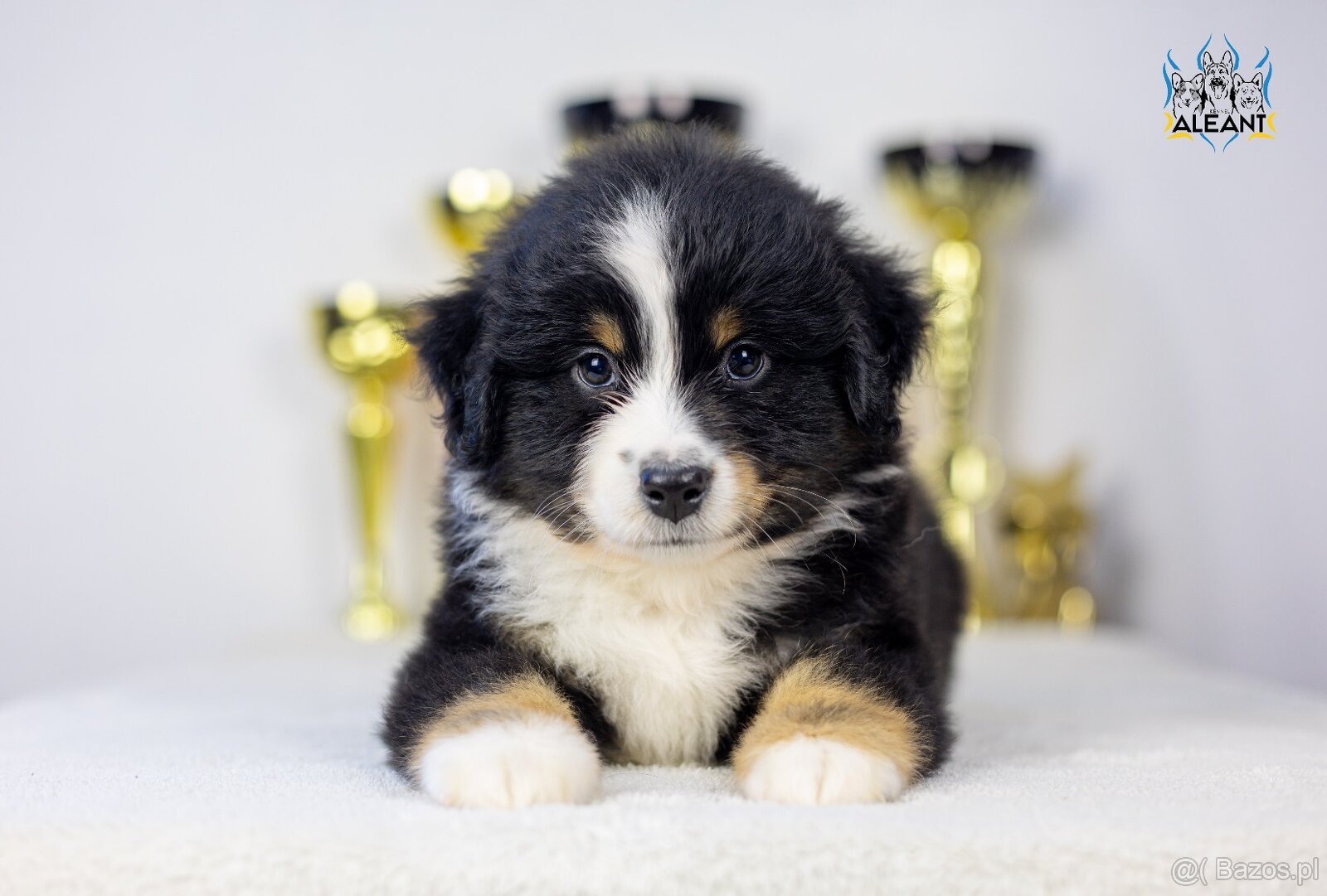 Miniaturowy Owczarek Amerykański trójkolorowy piesek (n/b) - 2