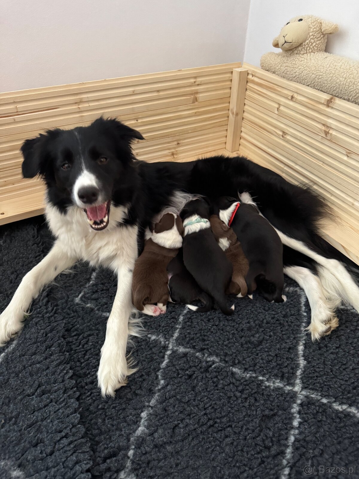 Border Collie z PP /FCI/ szczenięta - 2