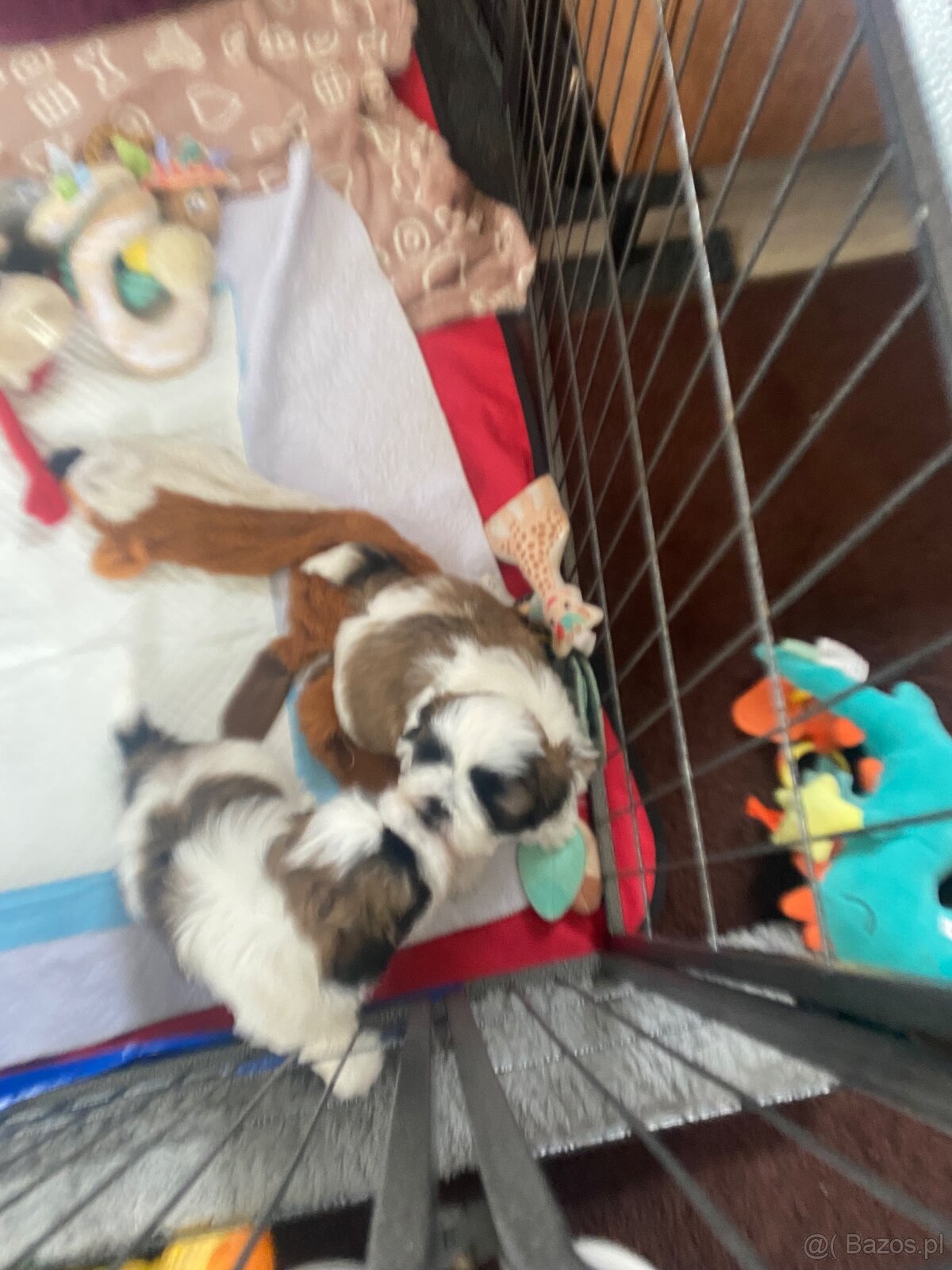 Szczeniaczki shih tzu trikolor - 2