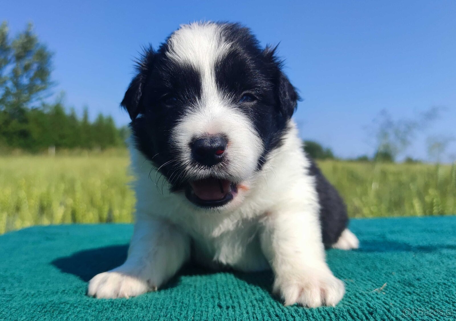 Border Collie - przebadani sprawdzeni rodzice, piękne szczen - 2