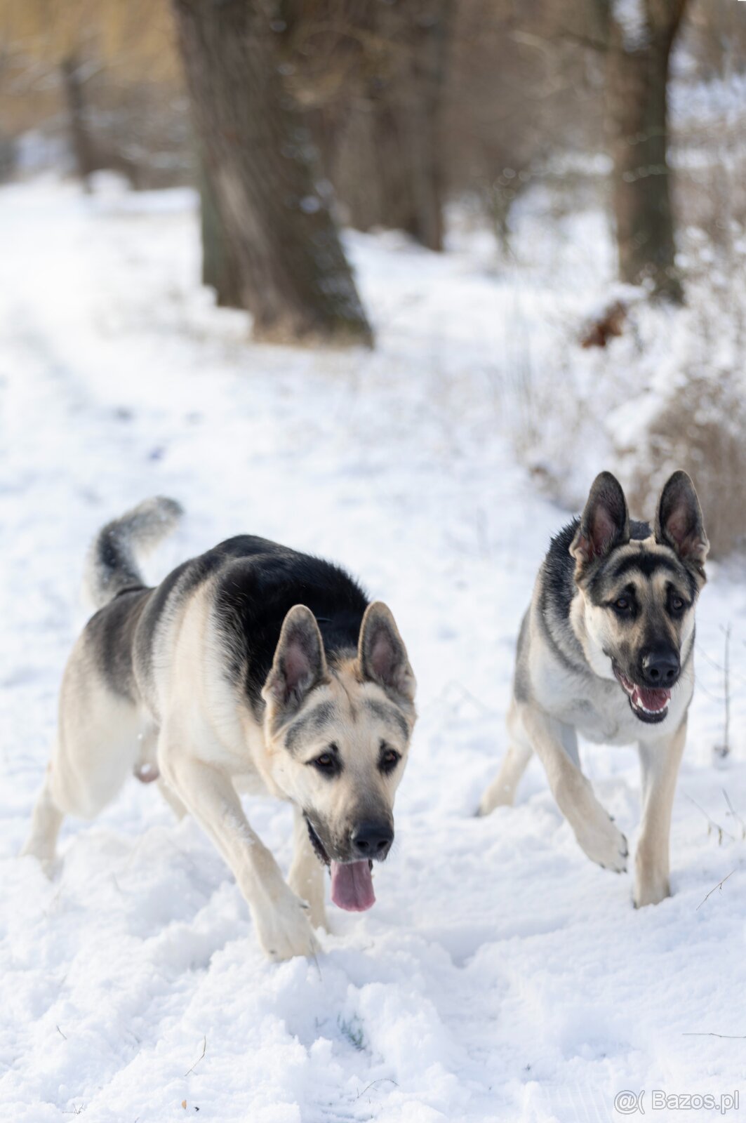 Owczarek Wschodnioeuropejski - 2