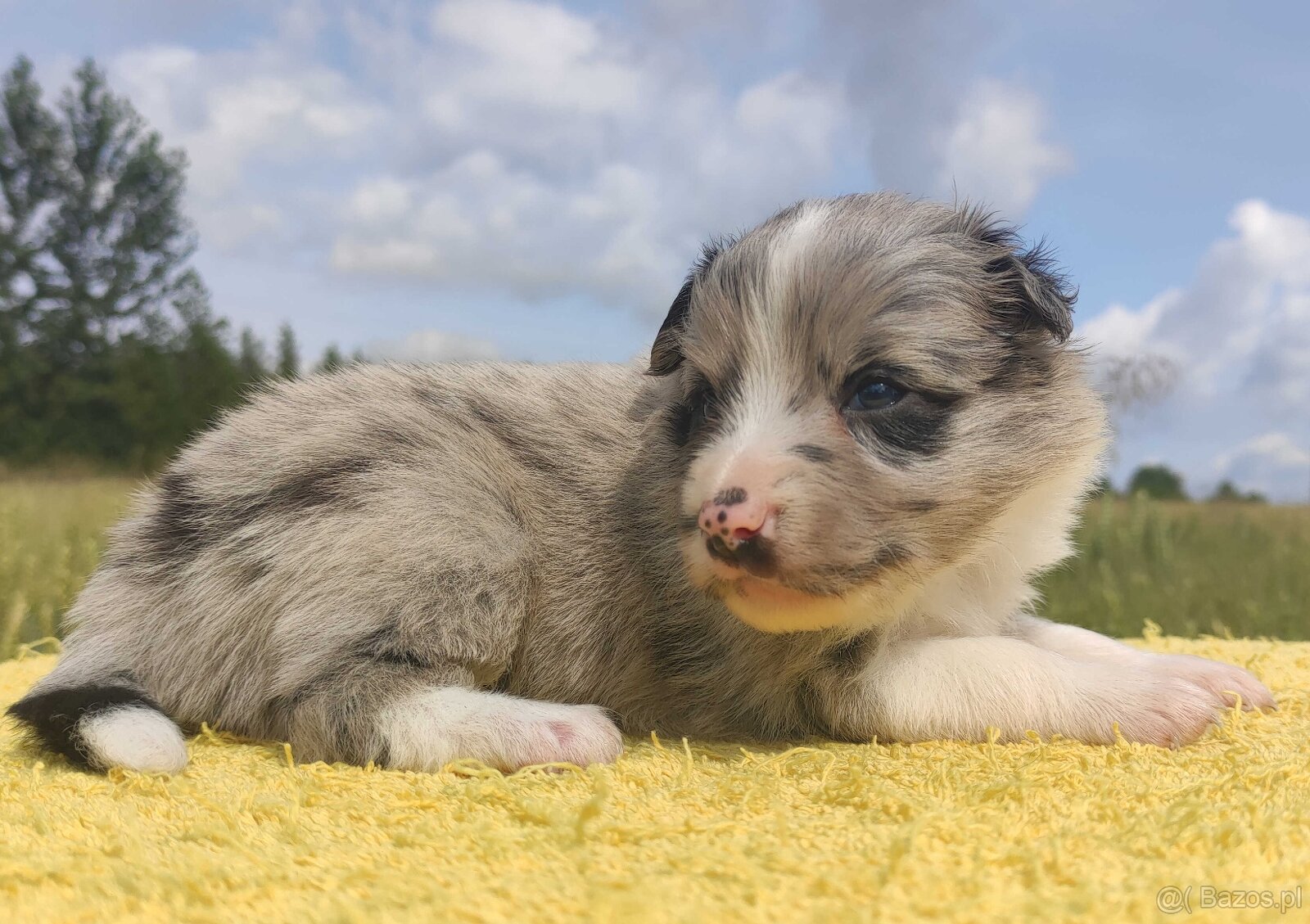 Wspaniała suczka blue-merle BORDER COLLIE - przebadani rodz, - 2