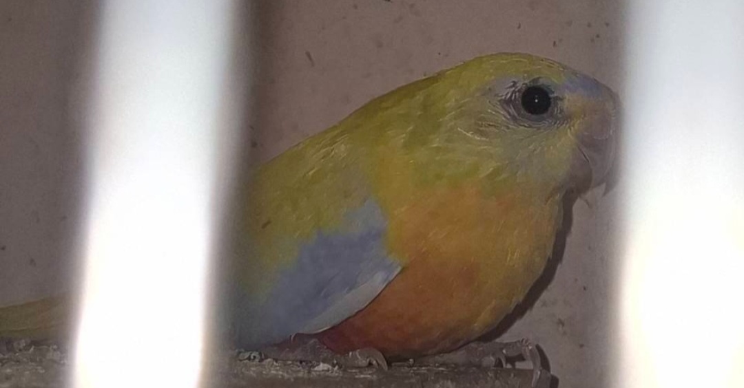 Papugi lakówki wspaniale - 2