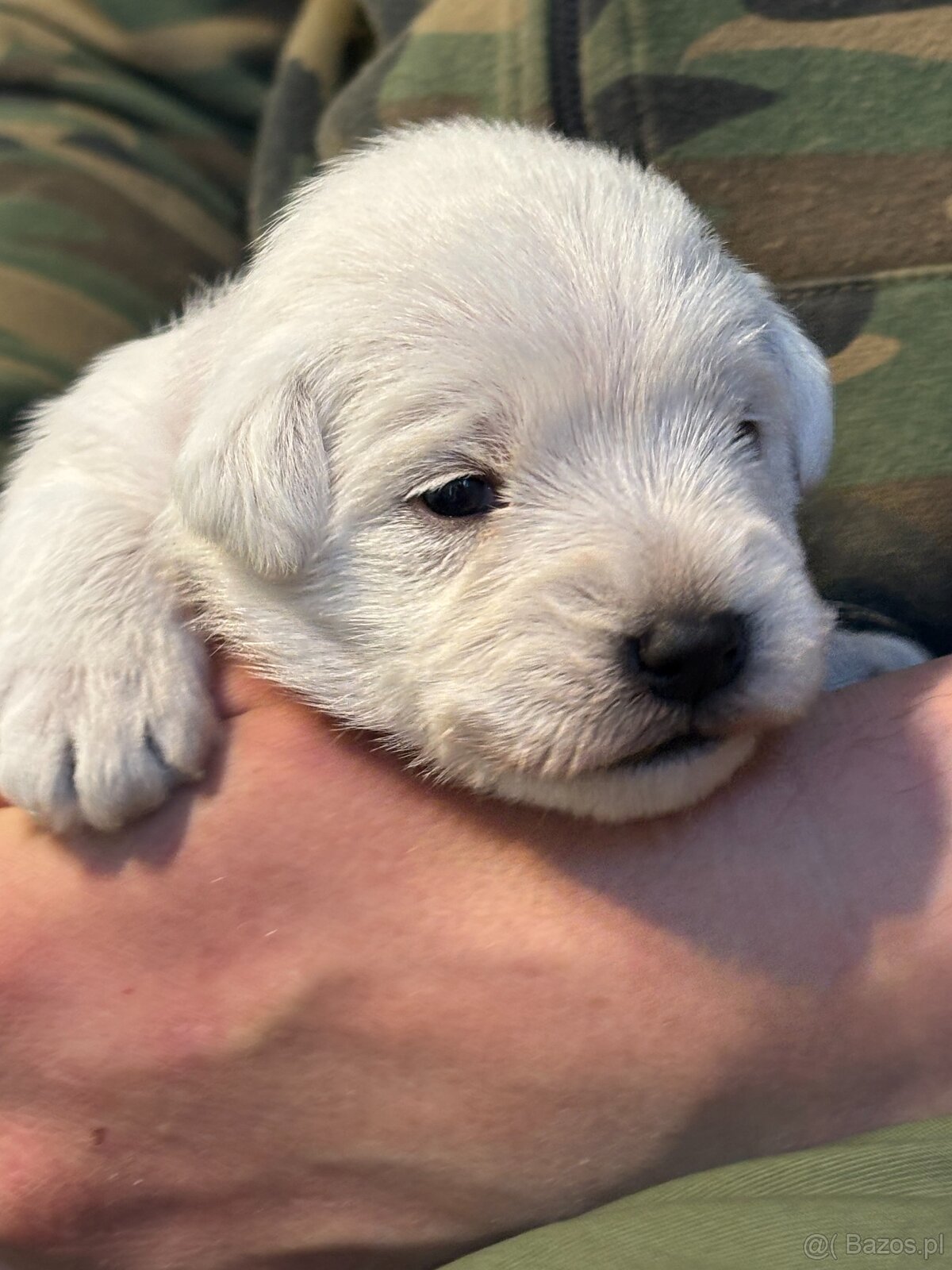 Sznaucer miniaturowy biały - 2