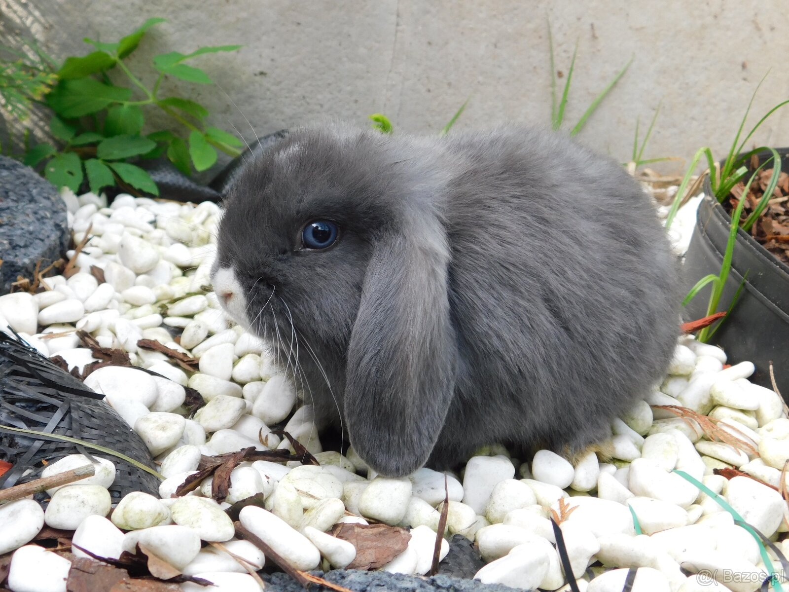 Niebieskie baranki mini lop samiczki - 2