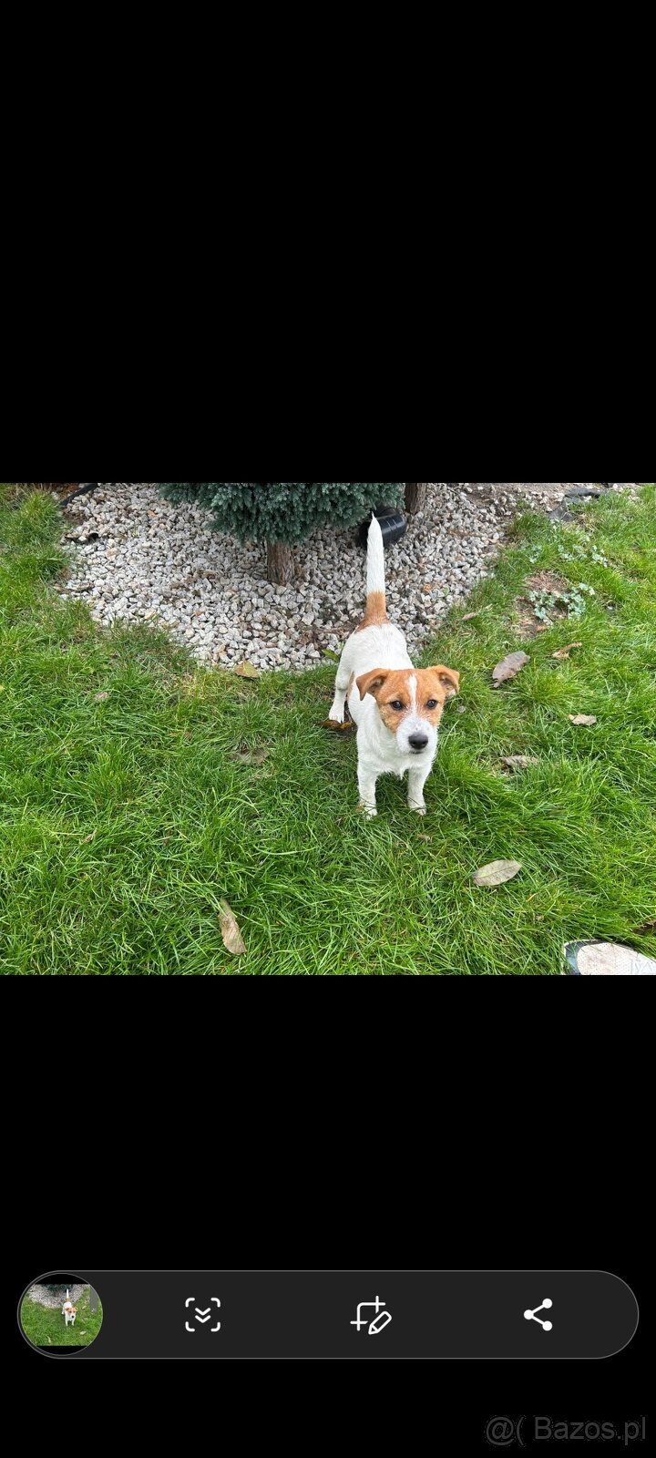 Suczka Jack Russell Terrier - 2