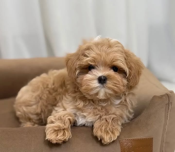 Maltipoo Welpen suchen ein Zuhause..+43 678 70413678 - 2